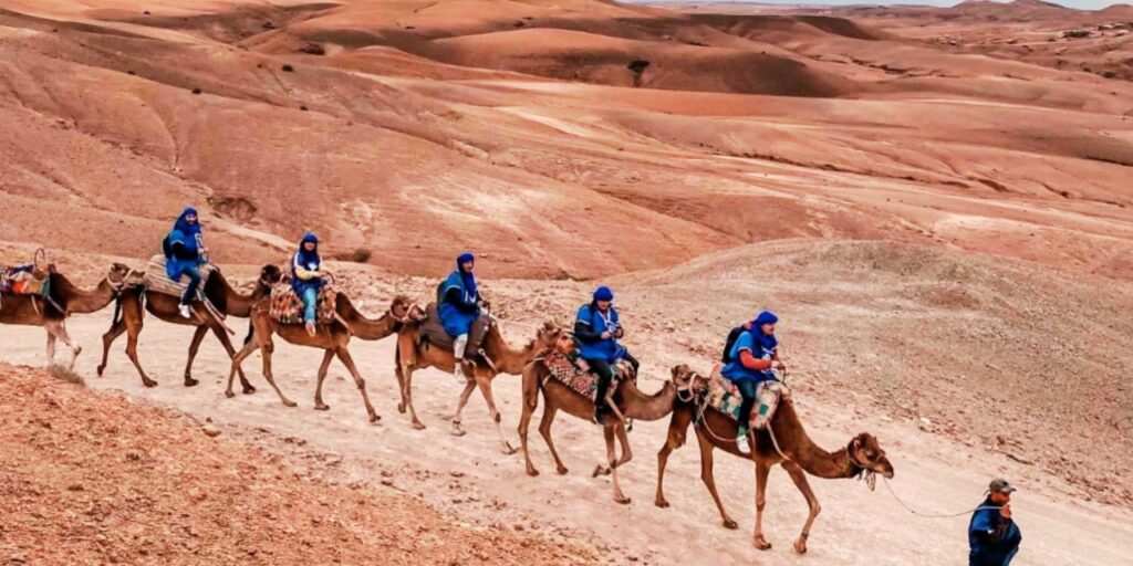 Agafay Desert Activity camels