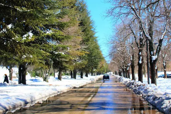 Snow in Morocco botanics