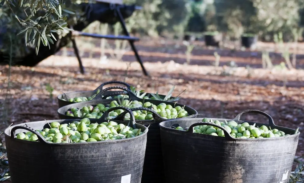 traditional olive oil making el kelaa des sraghna