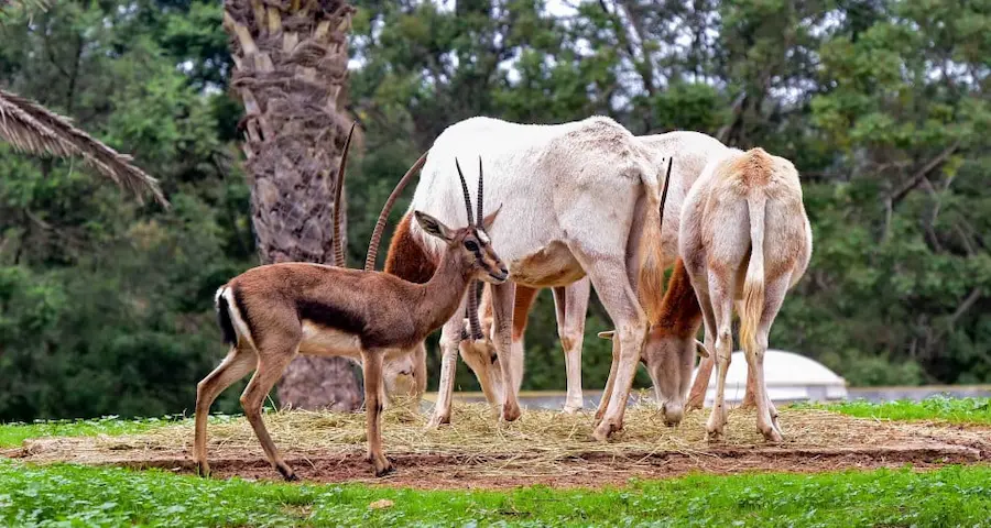 Rabat Zoo Activity